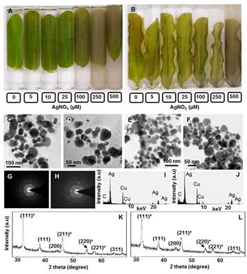 Differential Response of Floating and Submerged Leaves of Longleaf Pondweed to Silver Ions